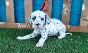 --dalmation-50_5