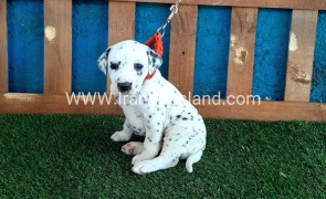 --dalmation-52_11