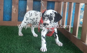 --dalmation-61_4