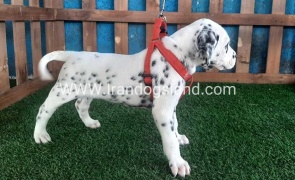 --dalmation-62_4