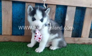 --husky-178_1