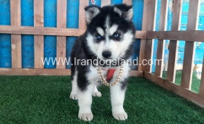 --husky-233_10