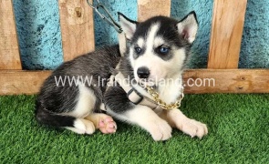 --husky-267_3