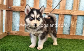 --husky-321_8