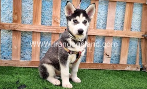 --husky-390_1_1240533193