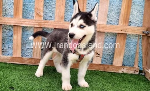 --husky-391_10