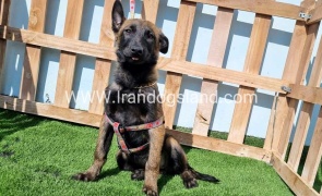 --malinois-144_1