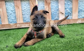 --malinois-164_4