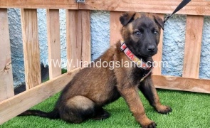 --malinois-166_3