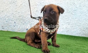 --malinois-171_13