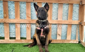 --malinois-171_3