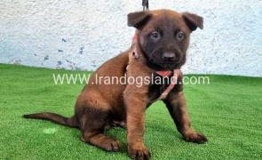 --malinois-172_2