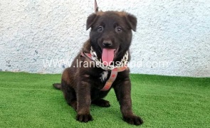 --malinois-173_3