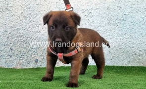 --malinois-174_5