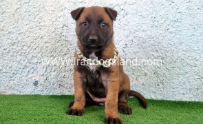 --malinois-175_8
