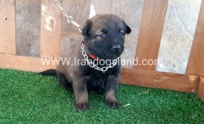 --malinois-19_7
