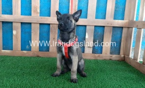 --malinois-30_1