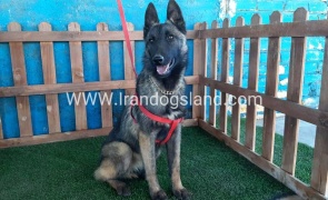 --malinois-40_1