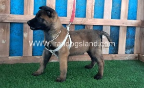 --malinois-64_6