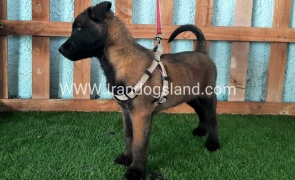 --malinois-80_2