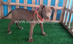 --pitbull-43_11_324762304