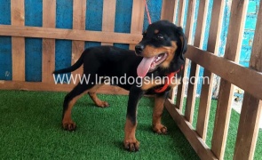 --rottweiler-54_9