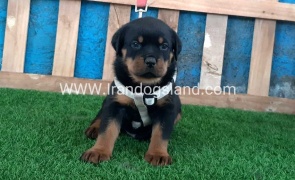 --rottweiler-59_8