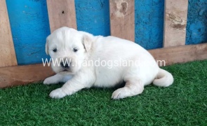 golden-retriver----10_4