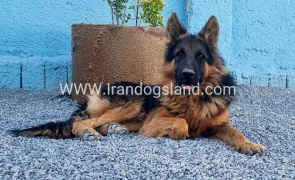 مولد ژرمن شپرد اصیل - MO82