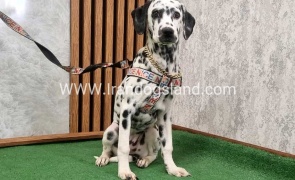 twlh-dalmyshn-dalmation-213_7