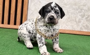 twlh-dalmyshn-dalmation-214_7