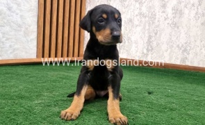 twlh-dwbrmn-doberman-138_2