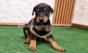 twlh-dwbrmn-doberman-141_2