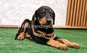 twlh-dwbrmn-doberman-143_4
