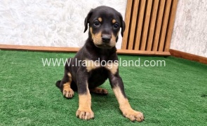 twlh-dwbrmn-doberman-144_7