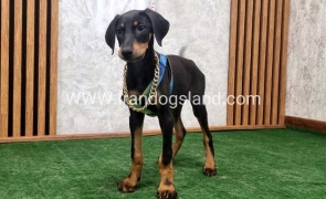 twlh-dwbrmn-doberman-146_2