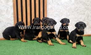 twlh-dwbrmn-doberman-149_2