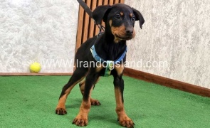 twlh-dwbrmn-doberman-150_6