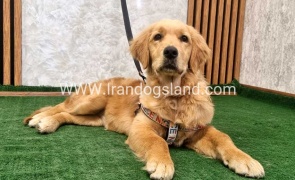twlh-gldn-rtrywr-golde-retriwer-70_8