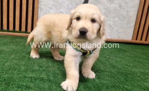 twlh-gldn-rtrywr-golde-retriwer-71_6