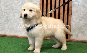 گلدن رتریور اصیل - GR51