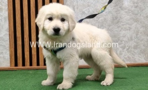 گلدن رتریور عالی - GR50