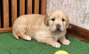 twlh-gldn-rtrywr-golde-retriwer-79_7