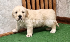 twlh-gldn-rtrywr-golde-retriwer-80_5