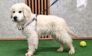 گلدن رتریور عالی - GR50