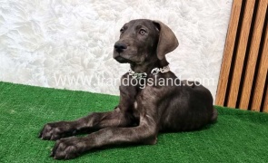 twlh-gryt-dyn-greatdane-173_5