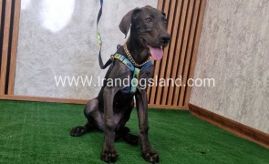 twlh-gryt-dyn-greatdane-176_4