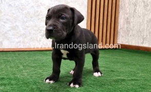 twlh-gryt-dyn-greatdane-183_5