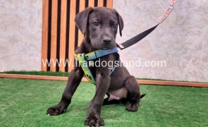 twlh-gryt-dyn-greatdane-187_1