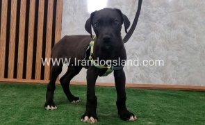 twlh-gryt-dyn-greatdane-190_6